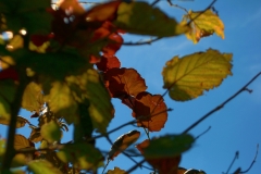 dsc_0161